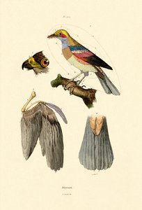 Birds